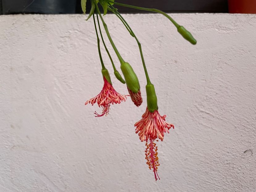  - Schizopetalus
