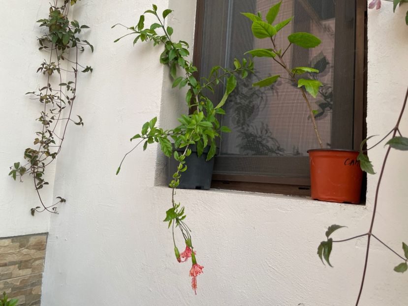  - Schizopetalus