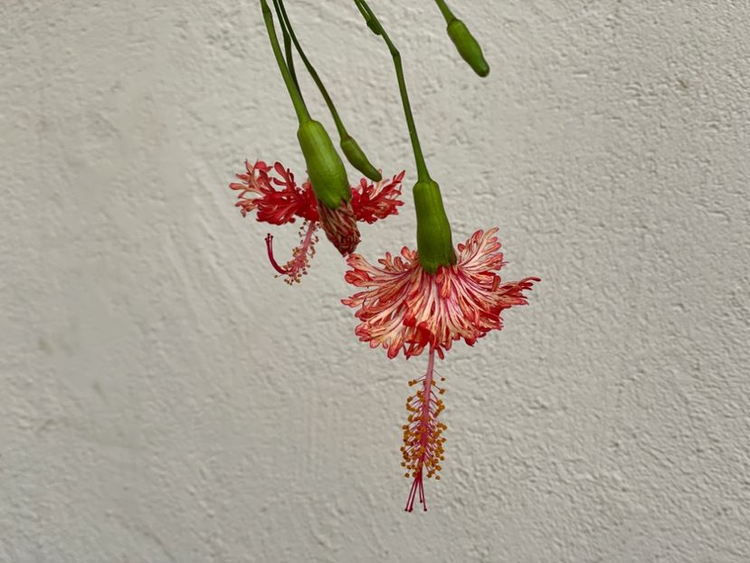  - Schizopetalus