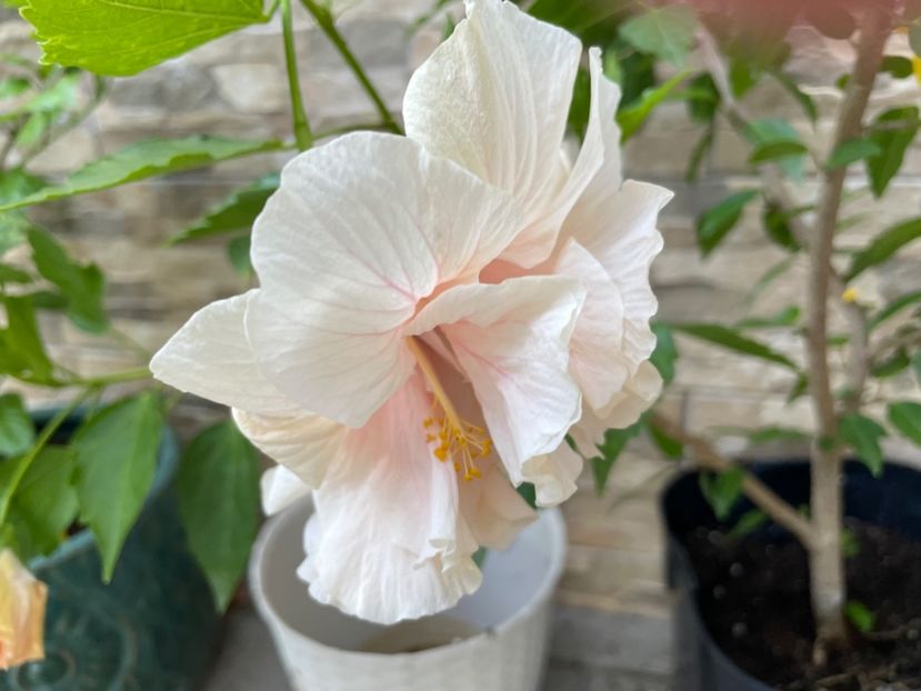  - Clasici - Apricot Dublu și Alb Dublu