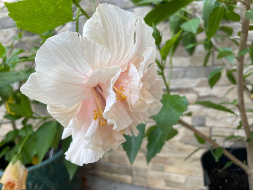  - Clasici - Apricot Dublu și Alb Dublu