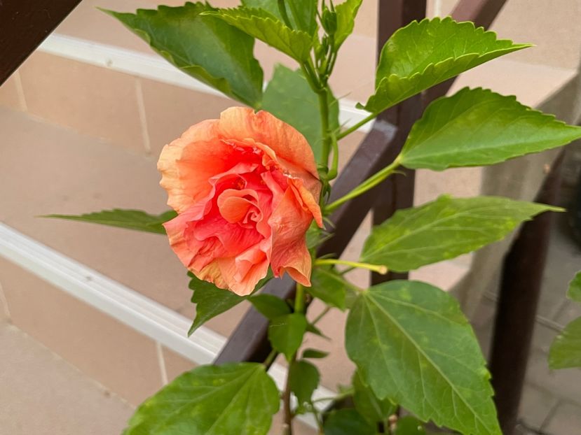  - Clasici - Apricot Dublu și Alb Dublu