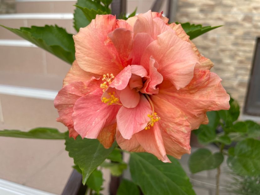  - Clasici - Apricot Dublu și Alb Dublu