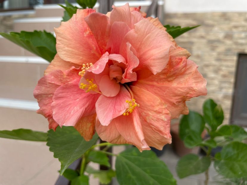  - Clasici - Apricot Dublu și Alb Dublu