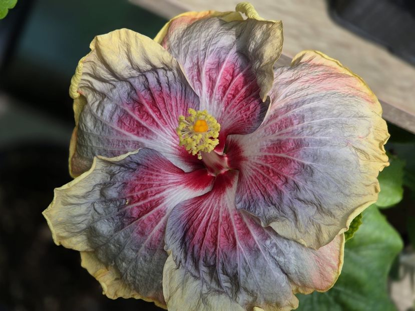 862ce590-f8c2-43a0-9ad7-a09258f7a237 - X Trademark