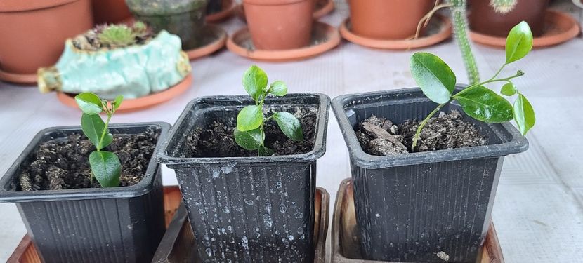 Rezervat murraya exotica - Achimenes