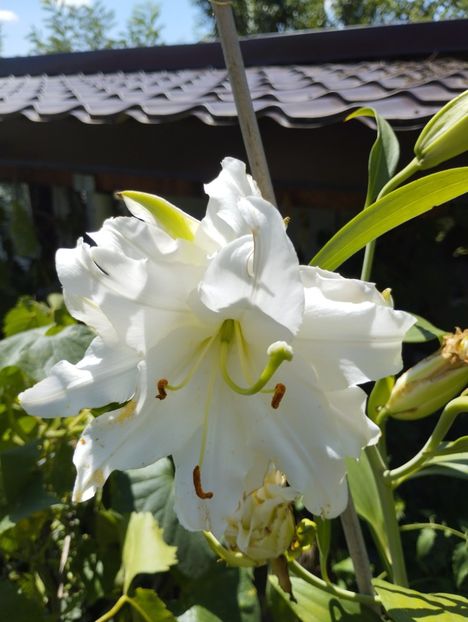  - Hemerocalisi 2025 vol2