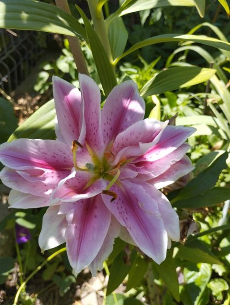  - Hemerocalisi 2025 vol2