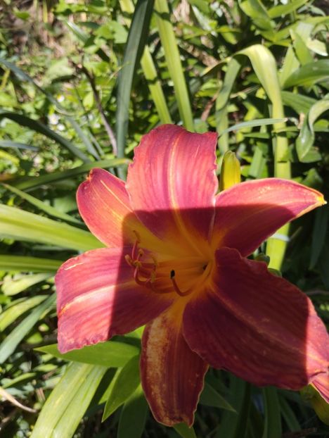  - Hemerocalisi 2025 vol2