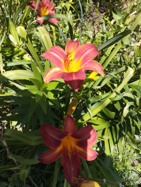  - Hemerocalisi 2025 vol2