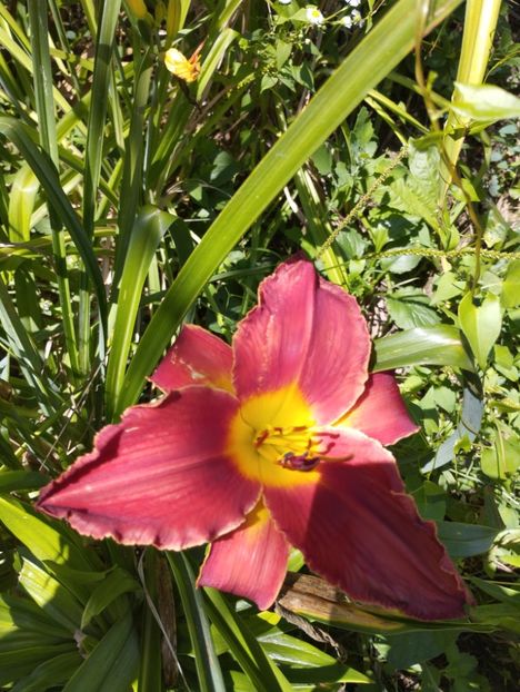  - Hemerocalisi 2025 vol2