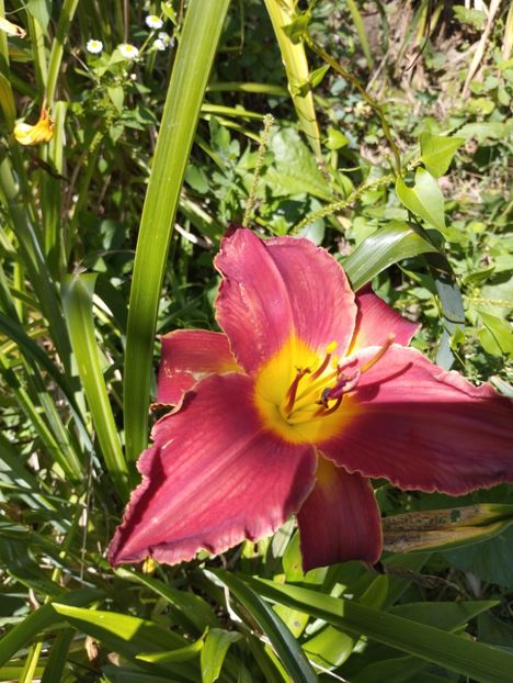  - Hemerocalisi 2025 vol2