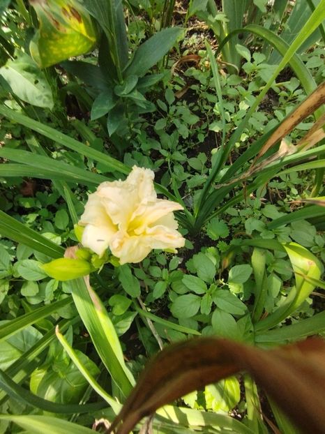  - Hemerocalisi 2025 vol2