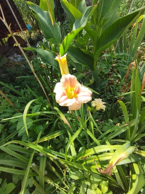  - Hemerocalisi 2025 vol2