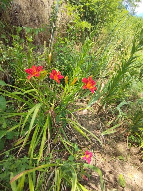  - Hemerocalisi 2025 vol2