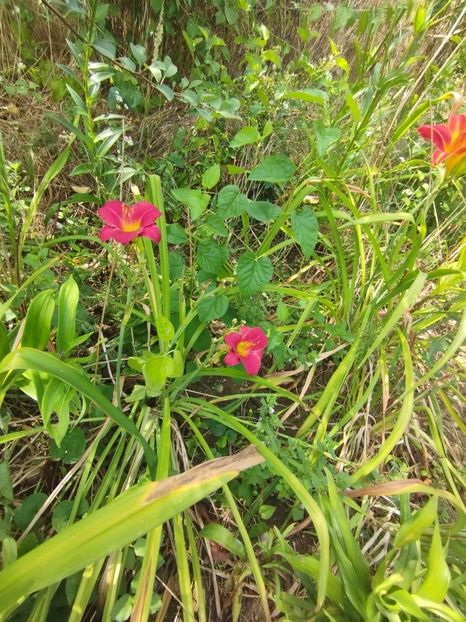  - Hemerocalisi 2025 vol2