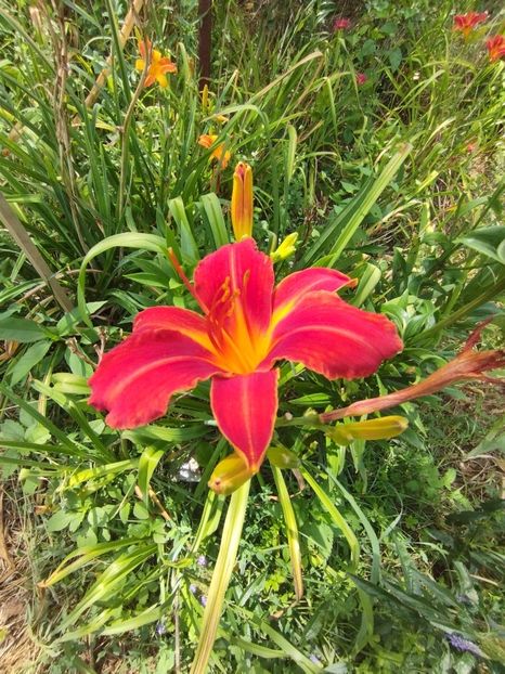  - Hemerocalisi 2025 vol2