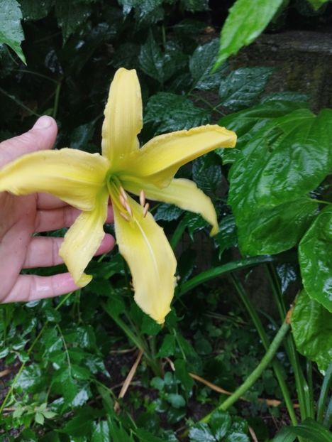  - Hemerocalisi 2025 vol2