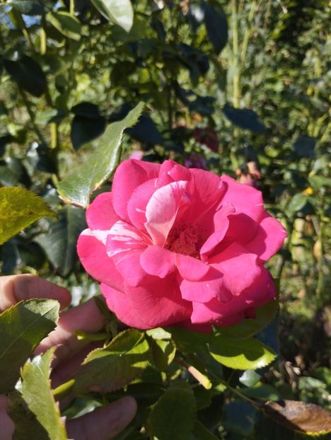  - Trandafiri 2025 ll