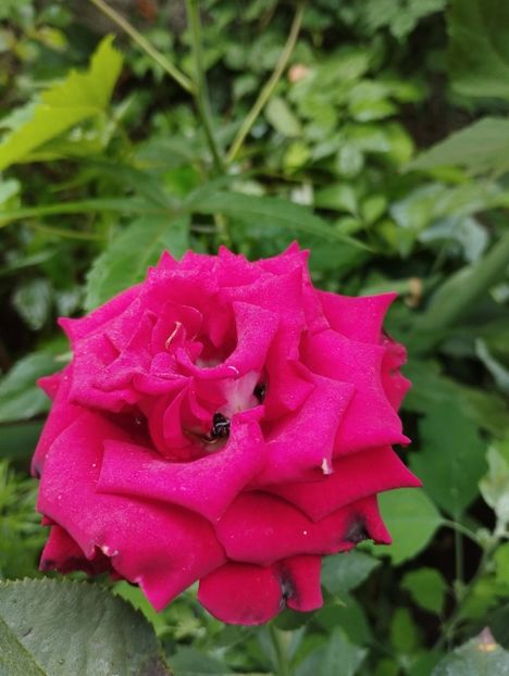  - Trandafiri 2025 ll