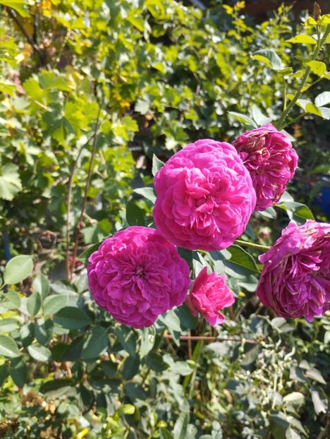  - Trandafiri 2025 ll