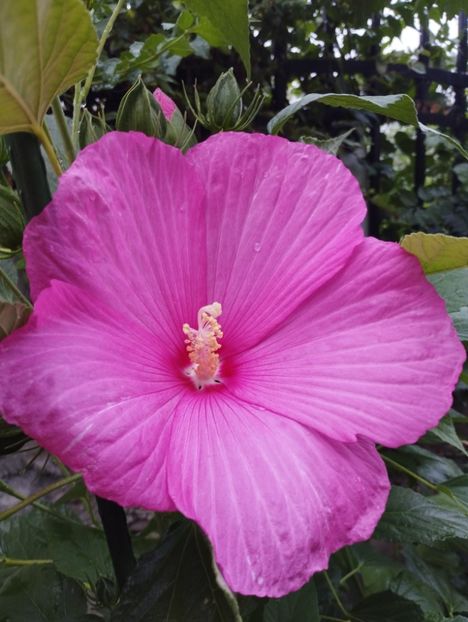  - Hibiscusi mouschetos 2025