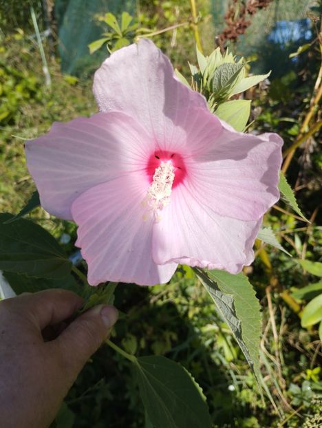  - Hibiscusi mouschetos 2025