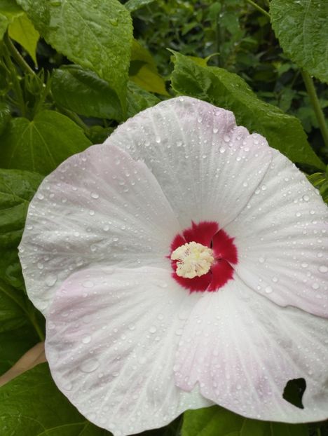  - Hibiscusi mouschetos 2025