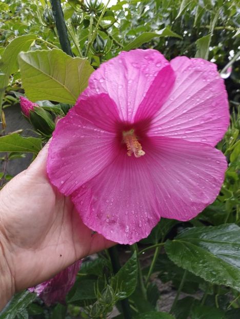  - Hibiscusi mouschetos 2025