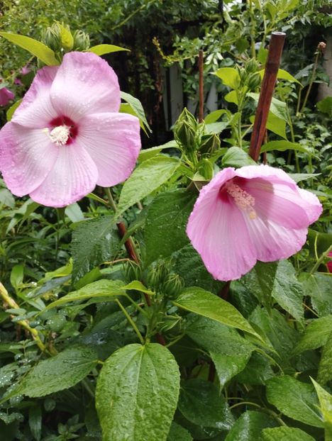  - Hibiscusi mouschetos 2025