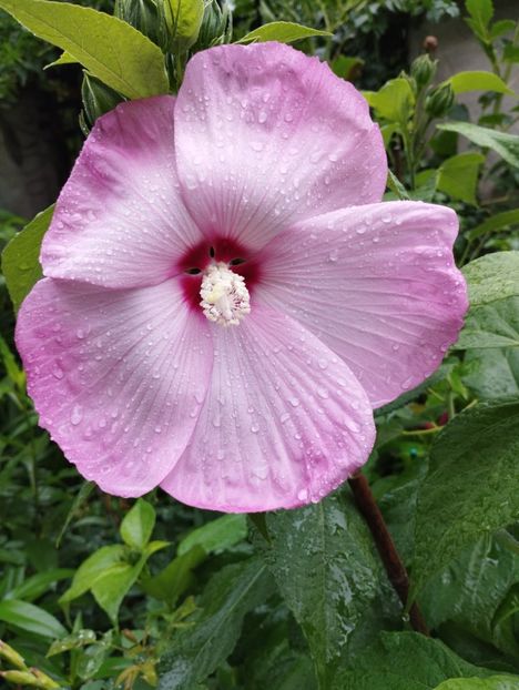  - Hibiscusi mouschetos 2025