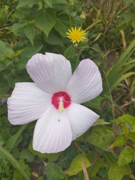  - Hibiscusi mouschetos 2025