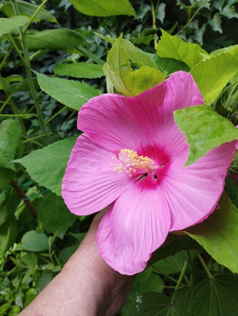  - Hibiscusi mouschetos 2025