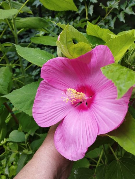  - Hibiscusi mouschetos 2025