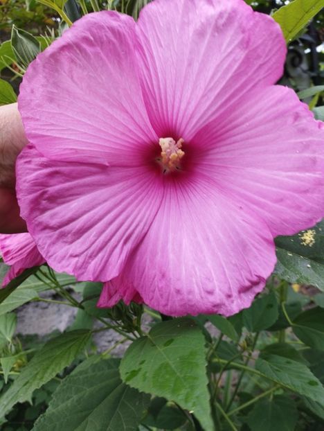  - Hibiscusi mouschetos 2025