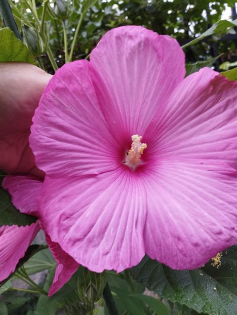  - Hibiscusi mouschetos 2025