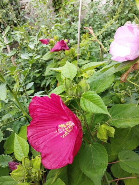  - Hibiscusi mouschetos 2025