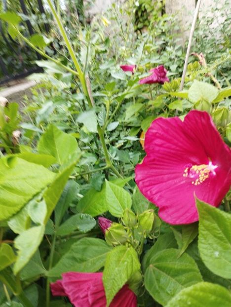  - Hibiscusi mouschetos 2025