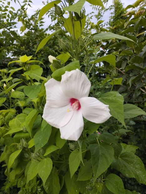  - Hibiscusi mouschetos 2025