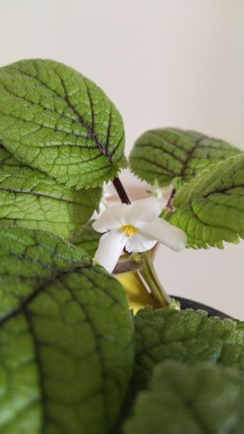  - 2025-Niphea oblonga