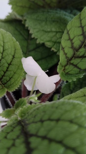  - 2025-Niphea oblonga