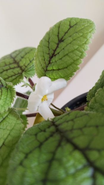  - 2025-Niphea oblonga