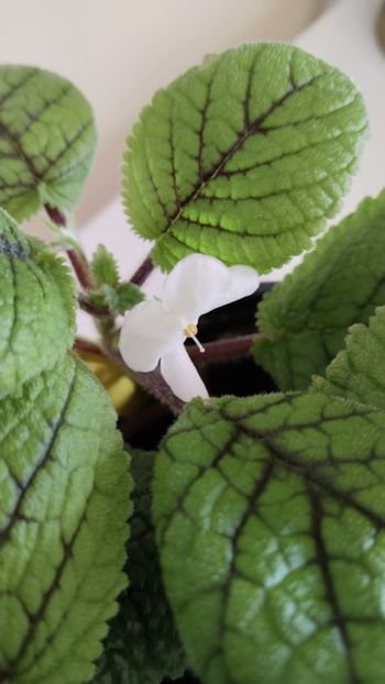  - 2025-Niphea oblonga