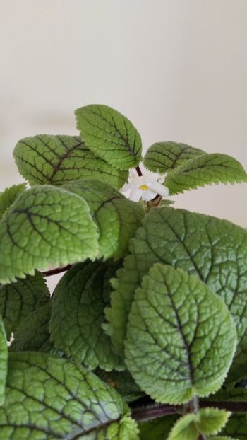  - 2025-Niphea oblonga