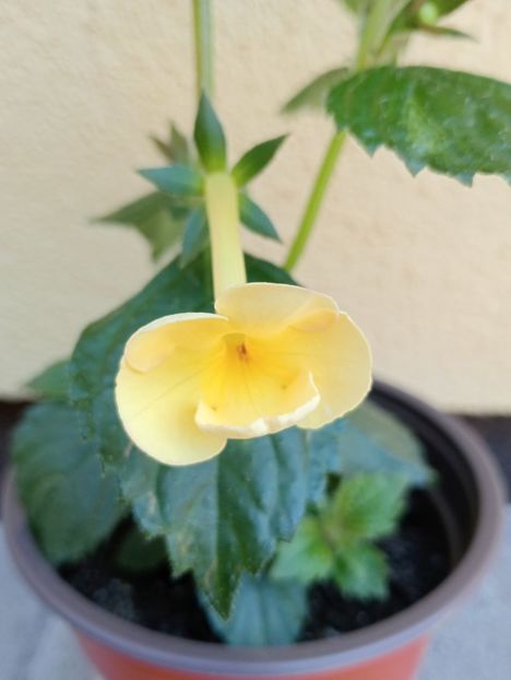 Himalayan Sunrise - - - - 2025