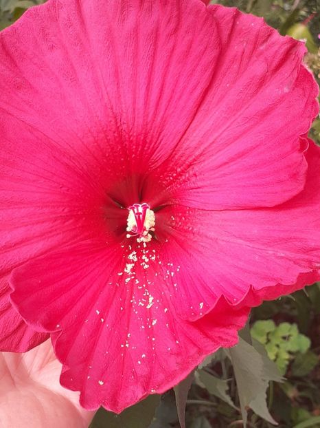  - HIBISCUS MOSCHETUOS