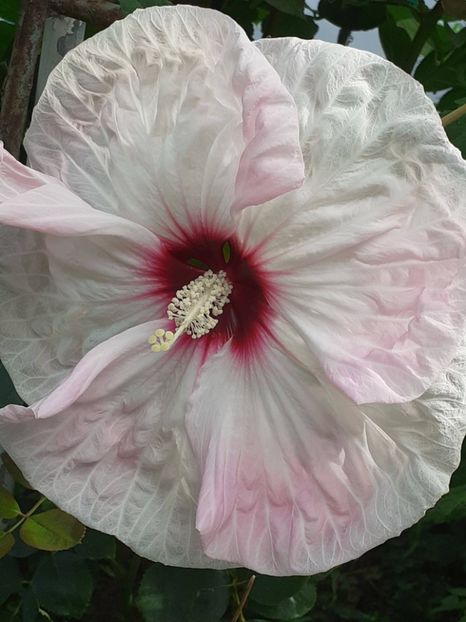  - HIBISCUS MOSCHETUOS