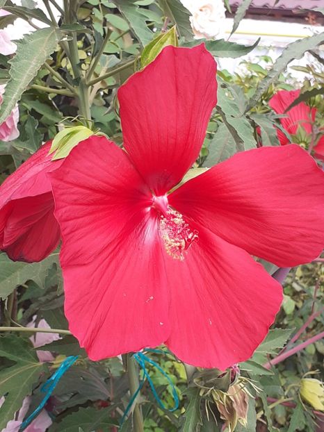  - HIBISCUS MOSCHETUOS