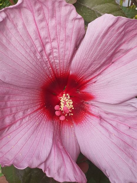  - HIBISCUS MOSCHETUOS