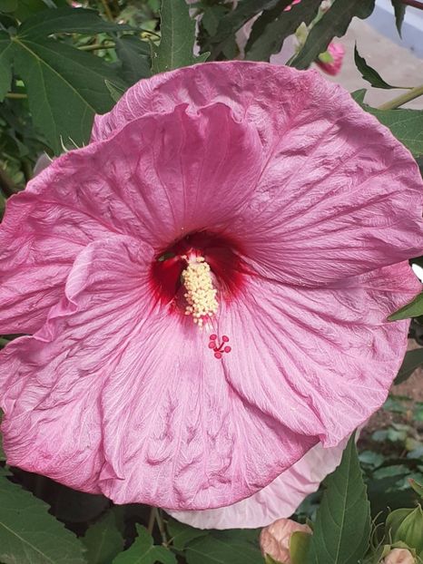  - HIBISCUS MOSCHETUOS